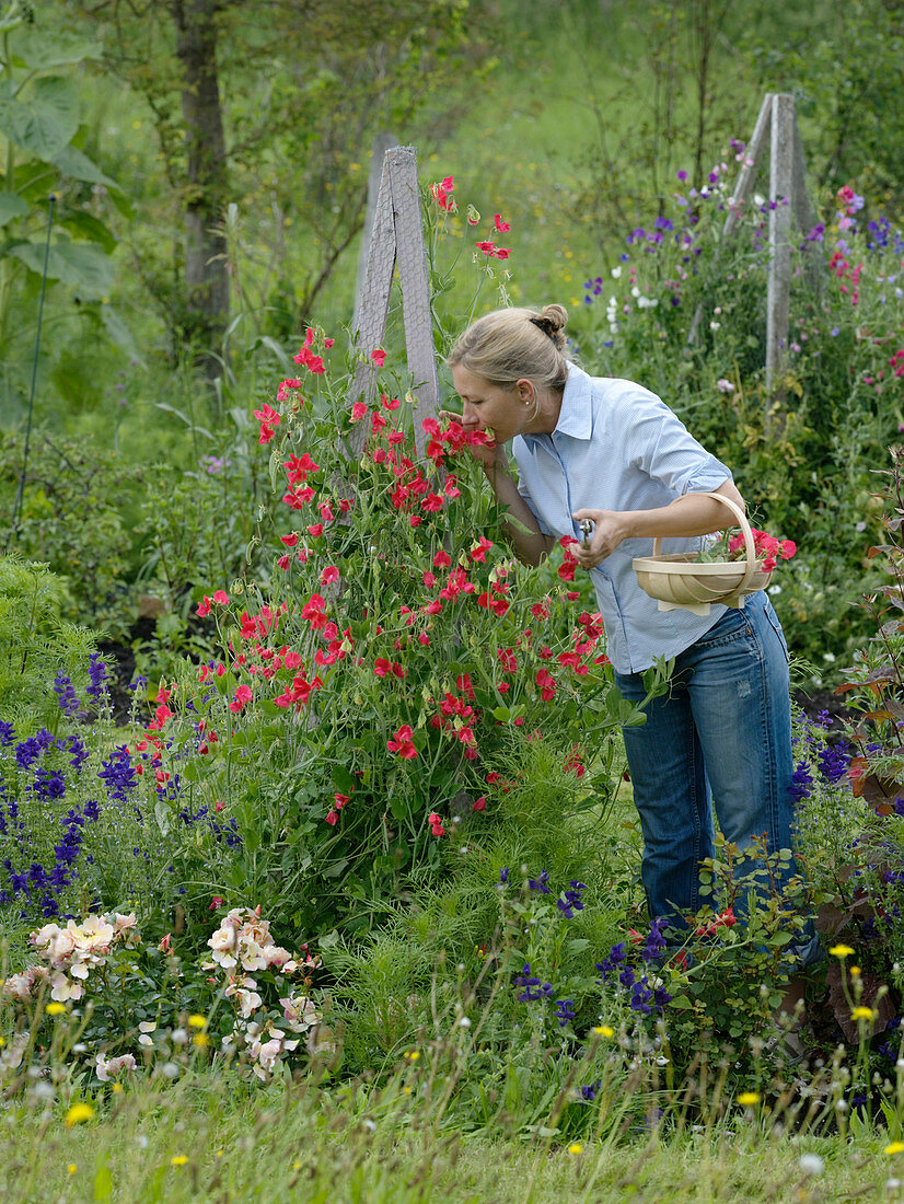 Sweet peas on self-made trellis