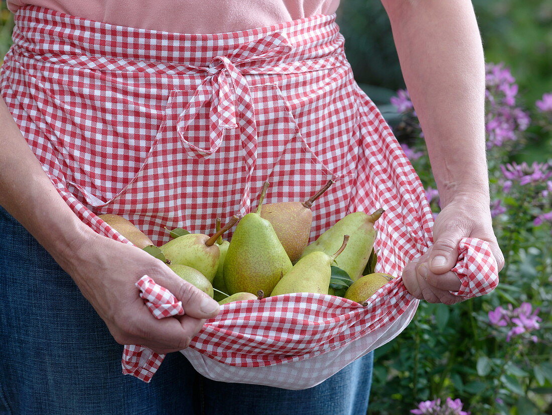 Woman with different pears in the apron