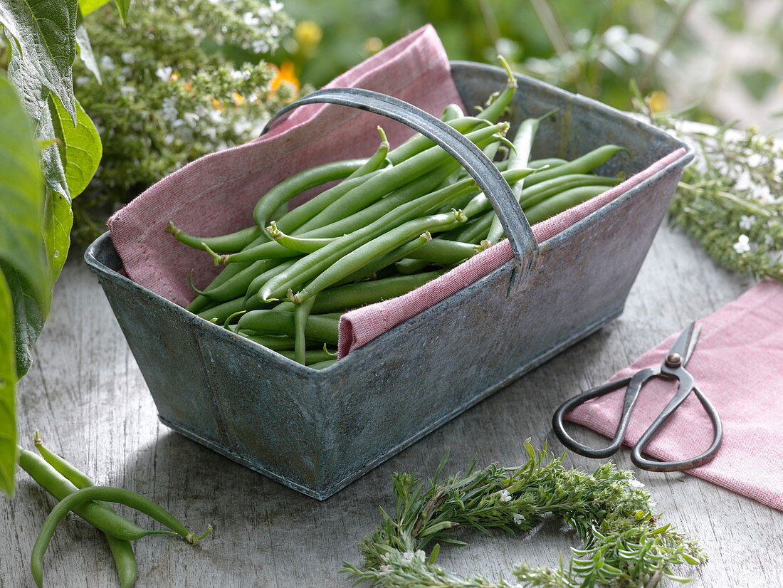 Metal basket with freshly harvested beans