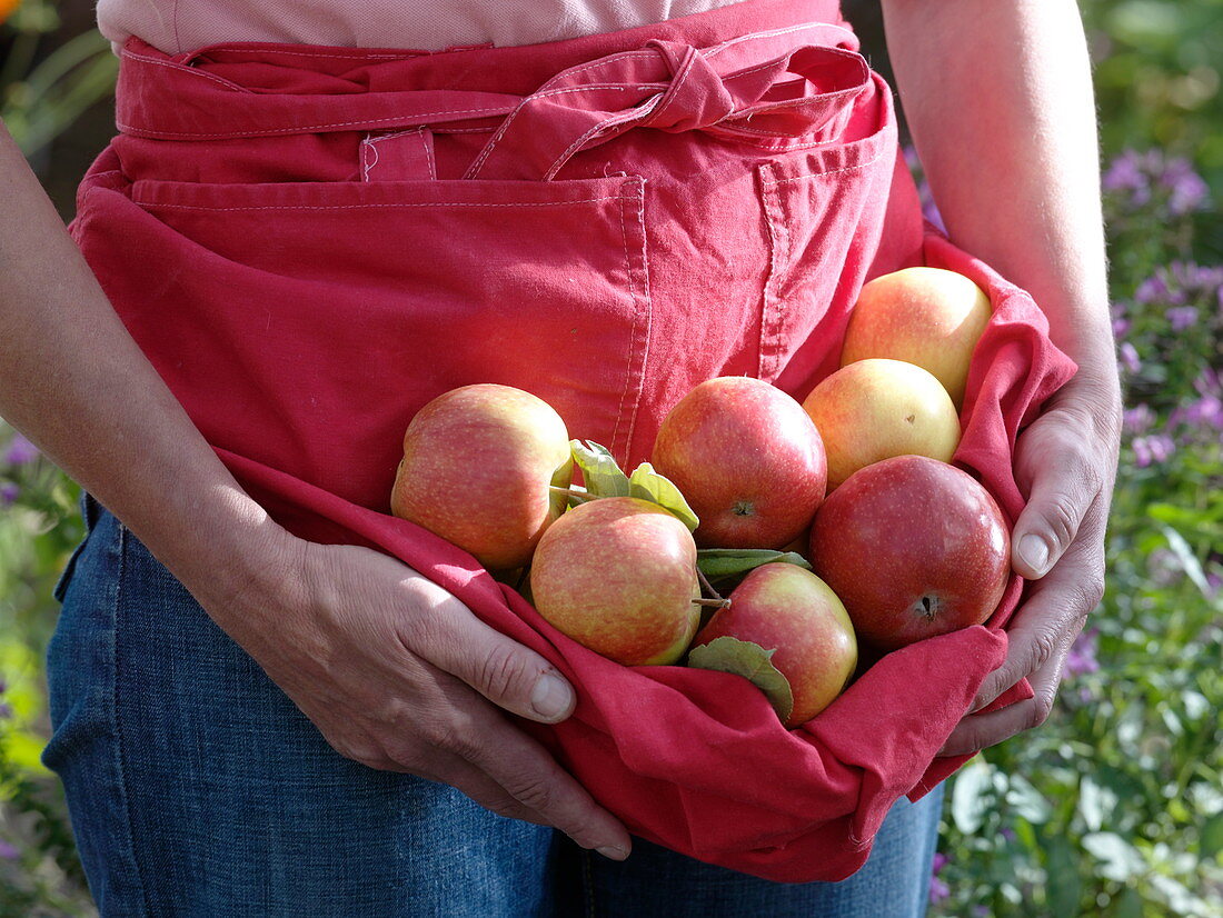 Freshly picked apples 'Collina' variety in apron