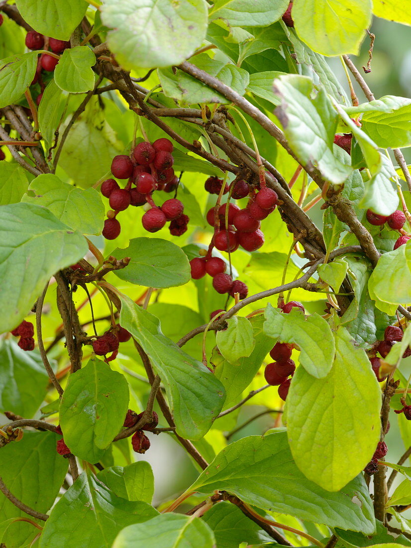 Vitalbeere 'Wu Wei Zi' (Schisandra chinensis)