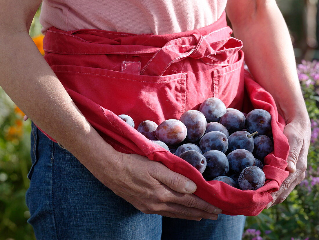 Woman with freshly harvested plums in an apron