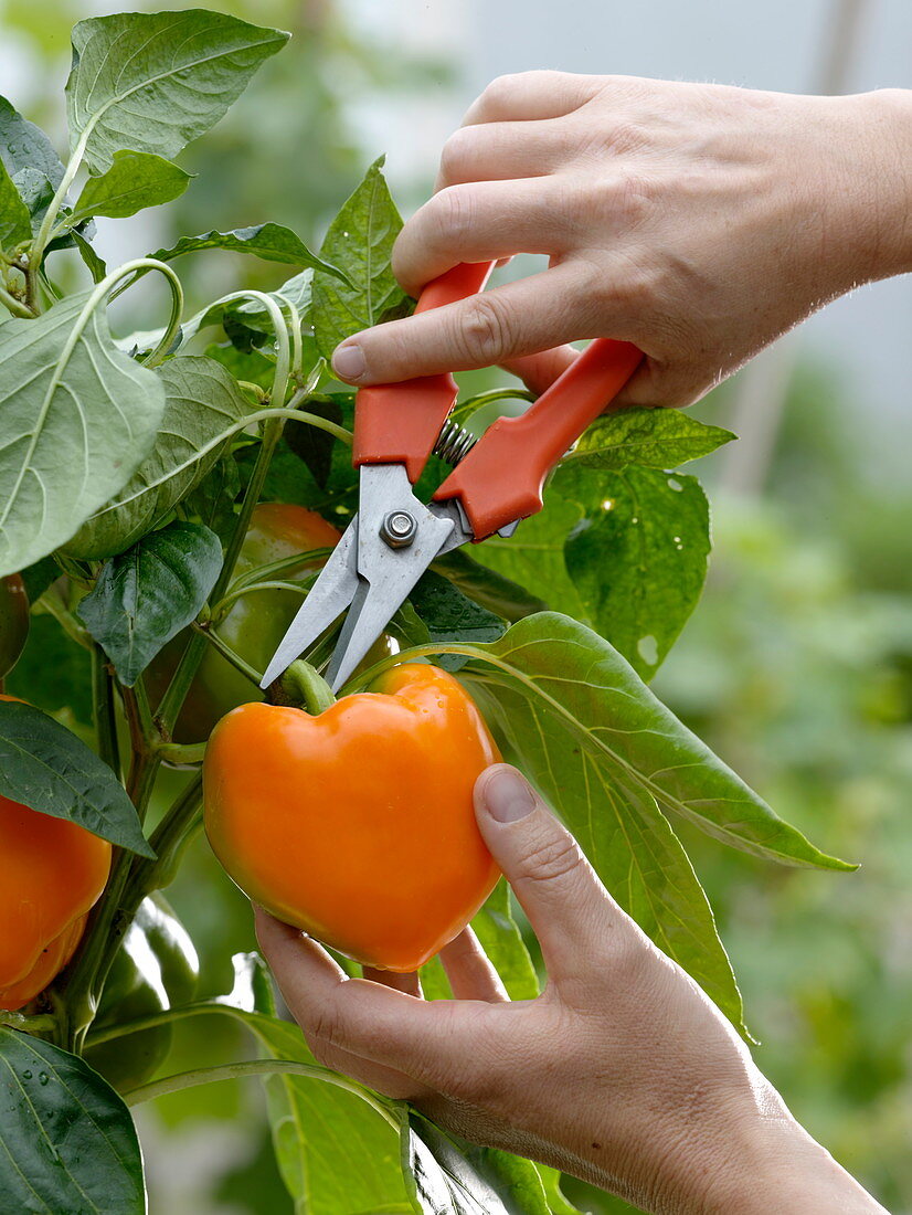 Paprika (Capsicum annuum) mit Schere ernten