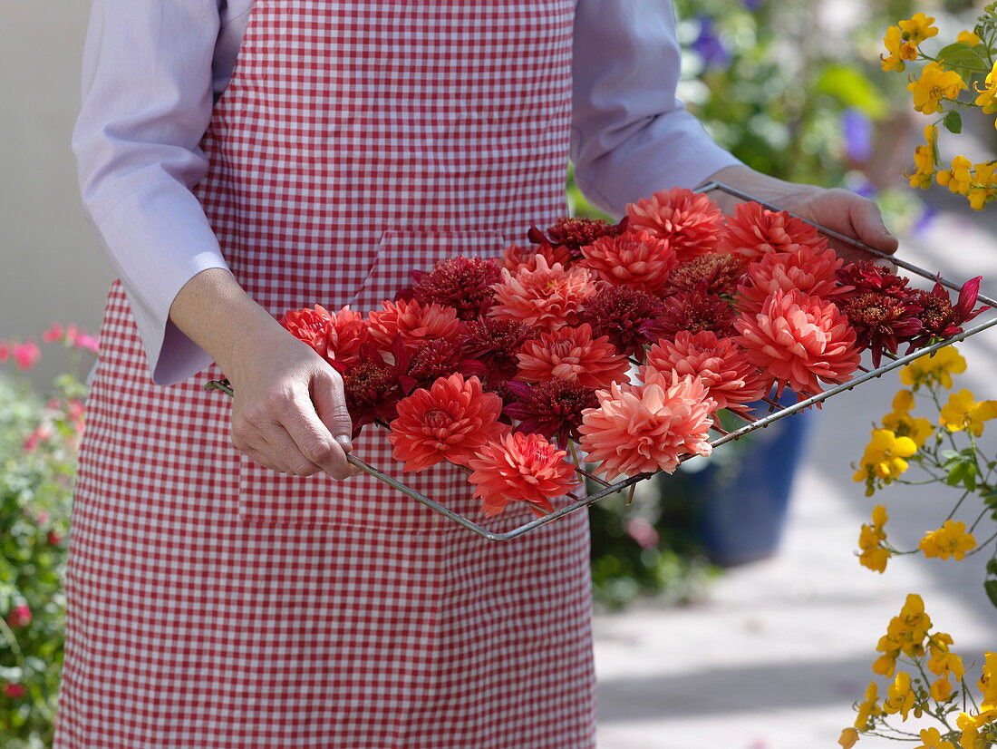 Woman with orange dahlia blossoms to dry on a rack