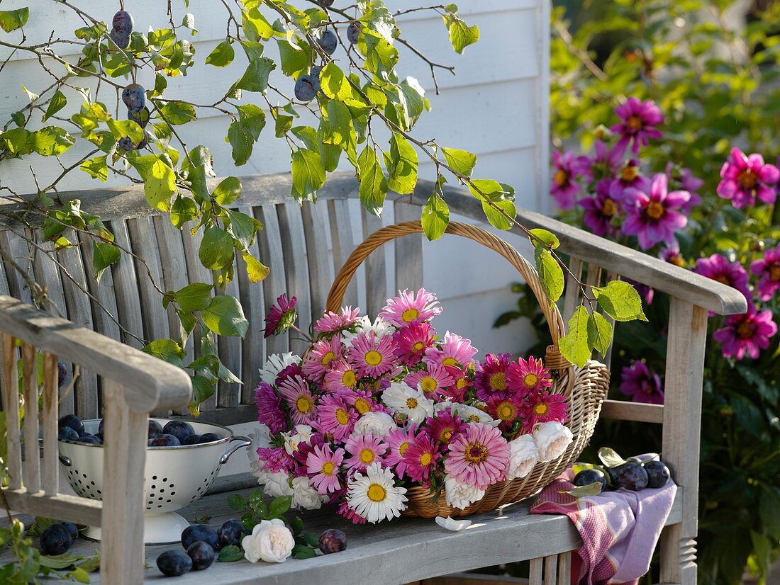 Basket with freshly cut summer asters on wooden bench