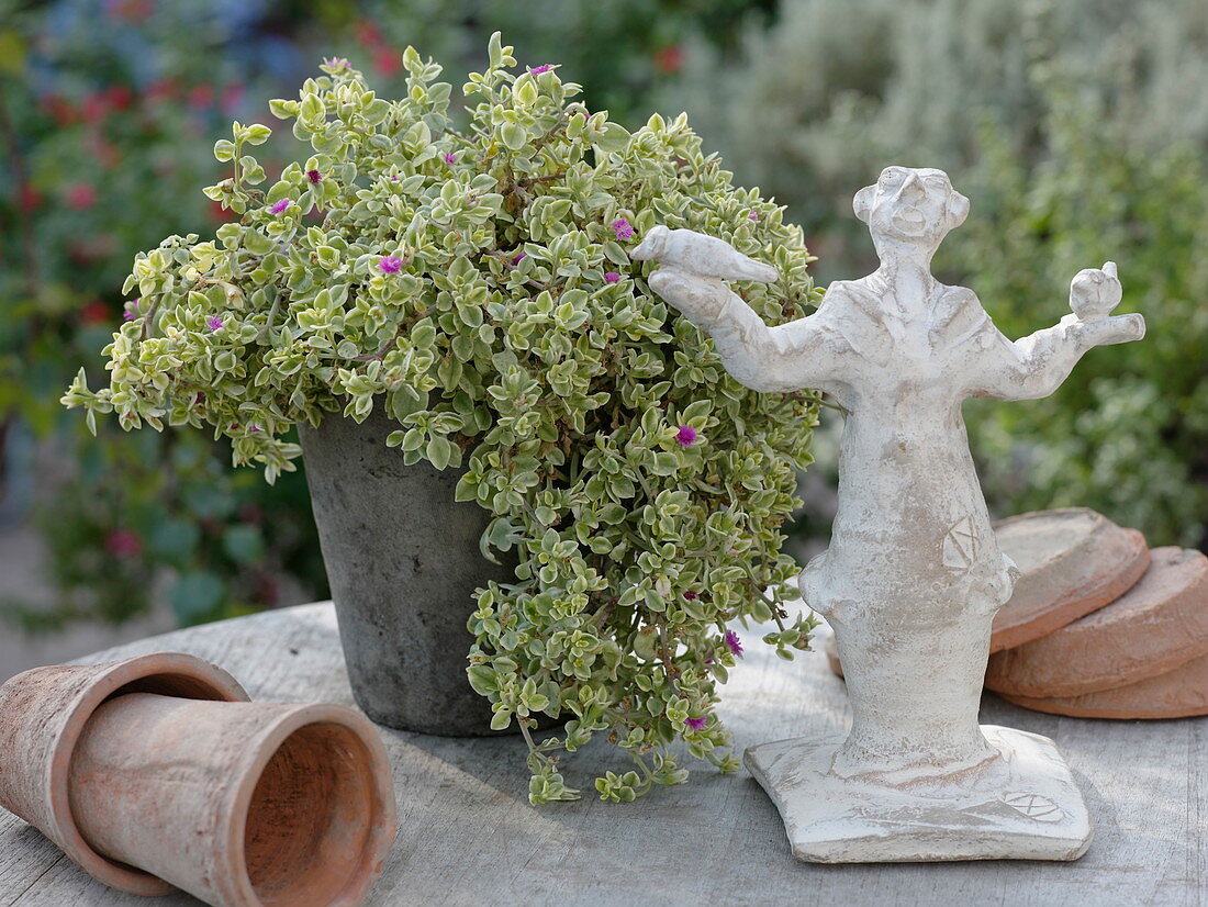 Aptenia cordifolia 'Variegata' (Heart-leaved ice plant)