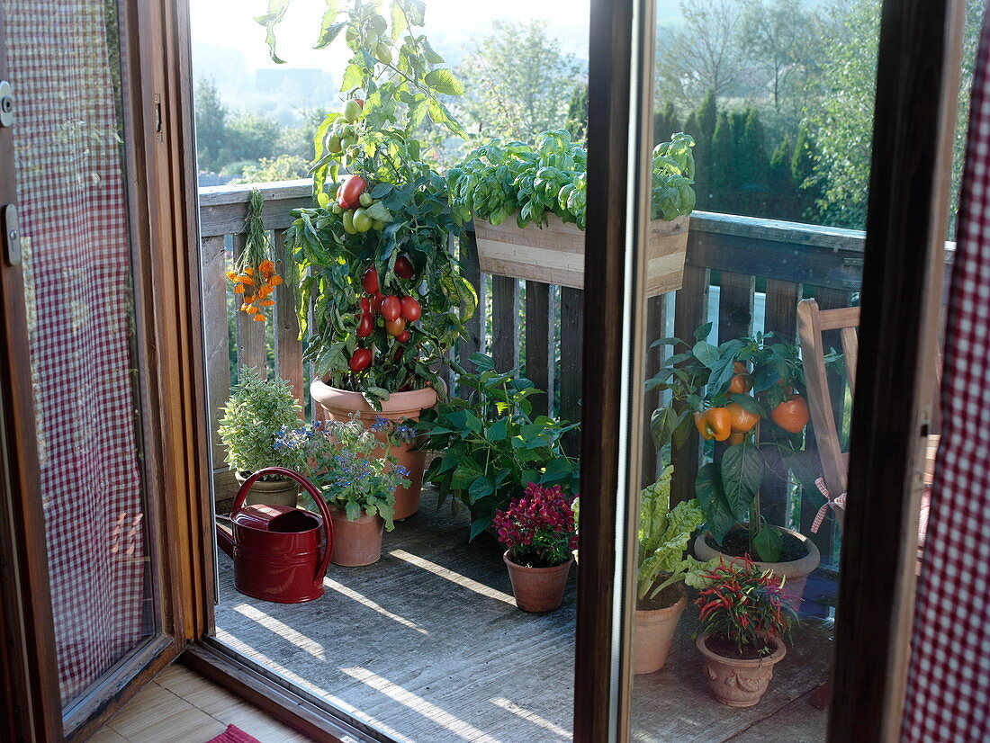 Balkon mit Lycopersicon (Tomate), Capsicum annuum (Paprika), Phaseolus