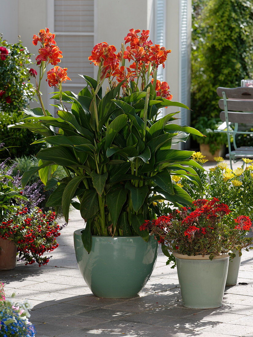 Canna indica 'Lucifer' (Indian flower cane), Pelargonium (geranium)