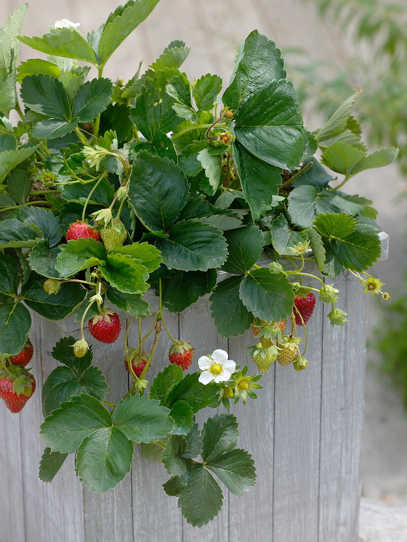 Fragaria 'Seskeep' syn. 'Seascape' (Dauertragende Erdbeere)