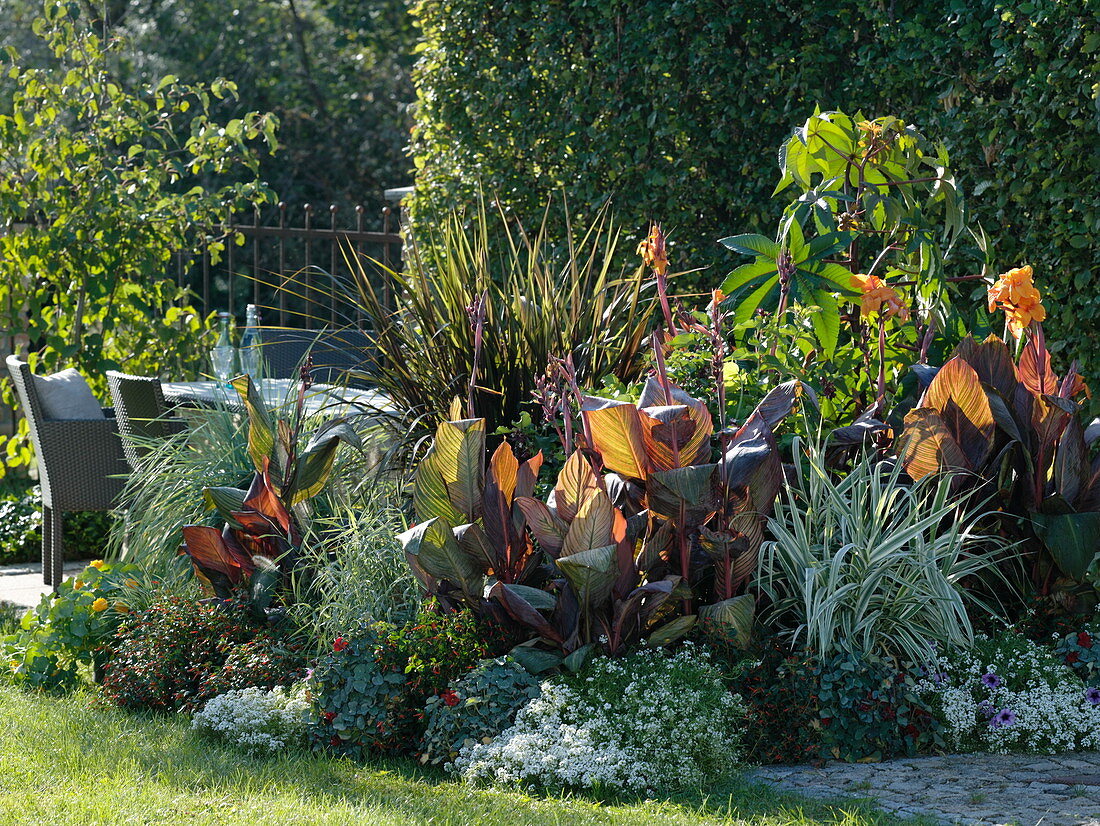 Leaf decoration bed: Canna 'Tropicana' (Indian flower cane), Arundo donax