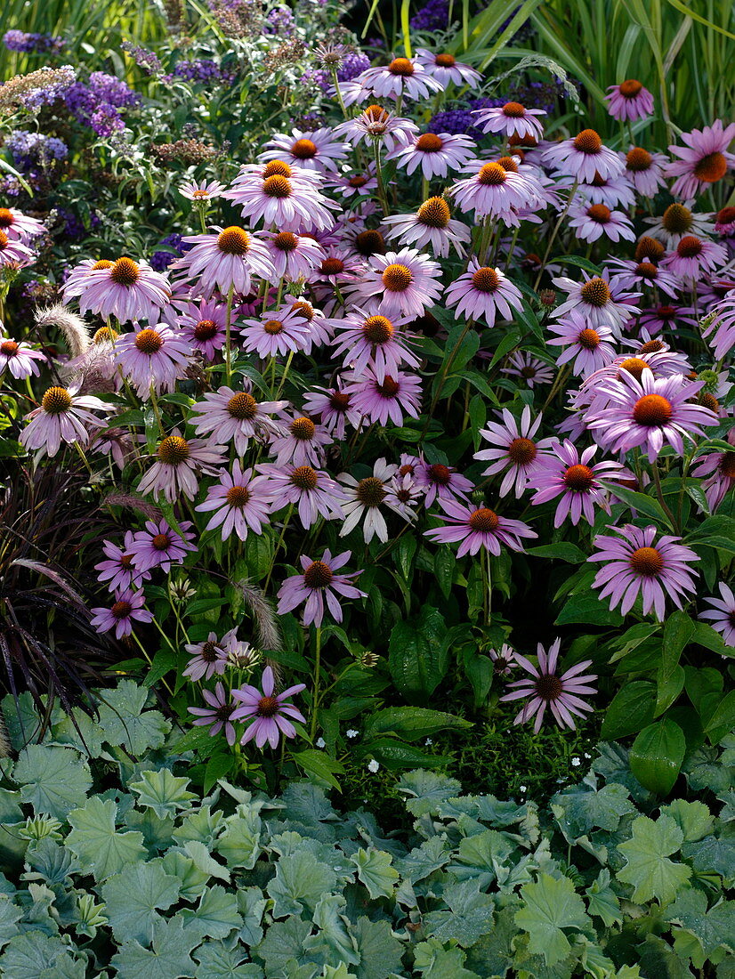 Echinacea purpurea (Roter Sonnenhut), Alchemilla (Frauenmantel)