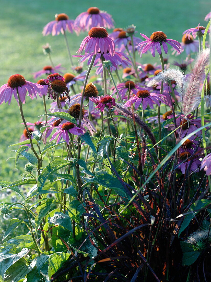 Echinaccea purpurea (Roter Sonnenhut)