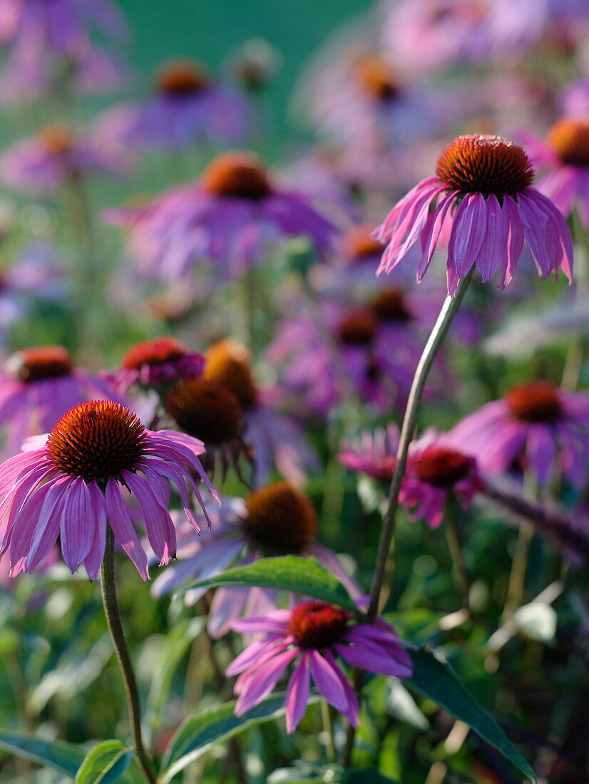 Echinaccea purpurea (Red coneflower)