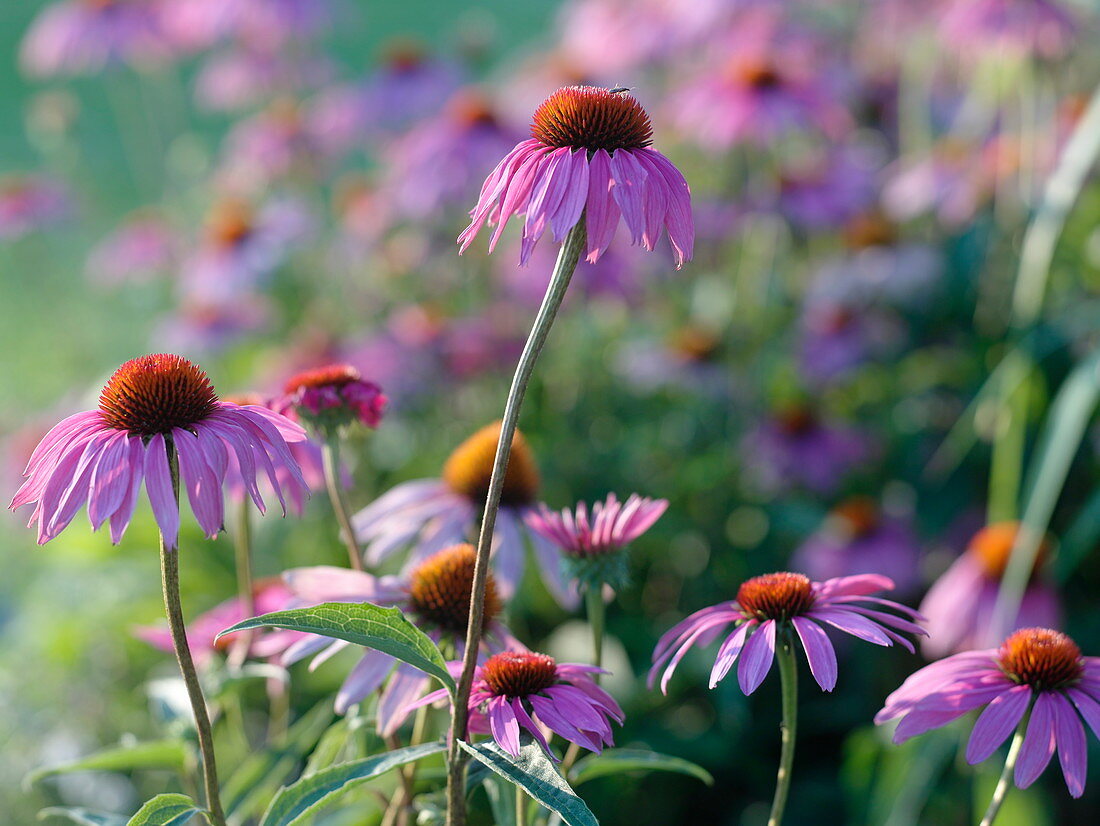 Echinaccea purpurea (Red coneflower)