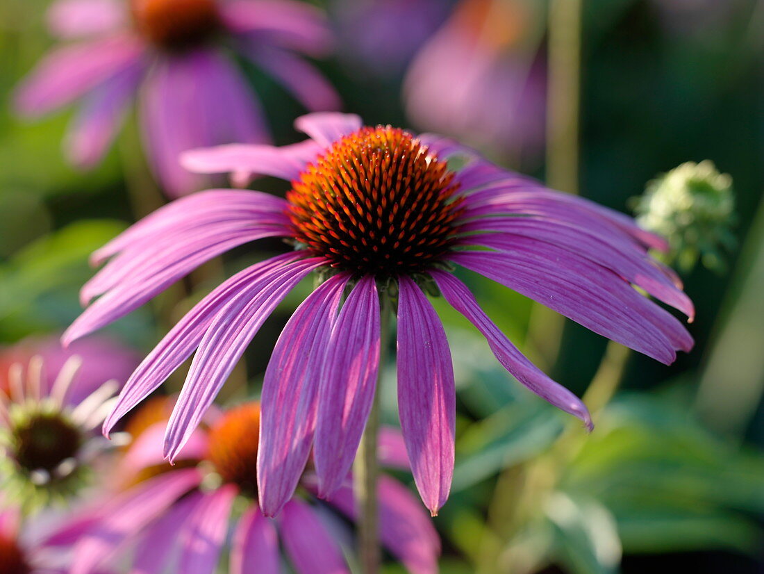 Echinaccea purpurea (Red coneflower)