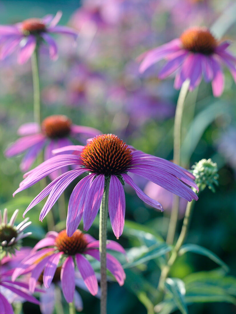 Echinaccea purpurea (Red coneflower)