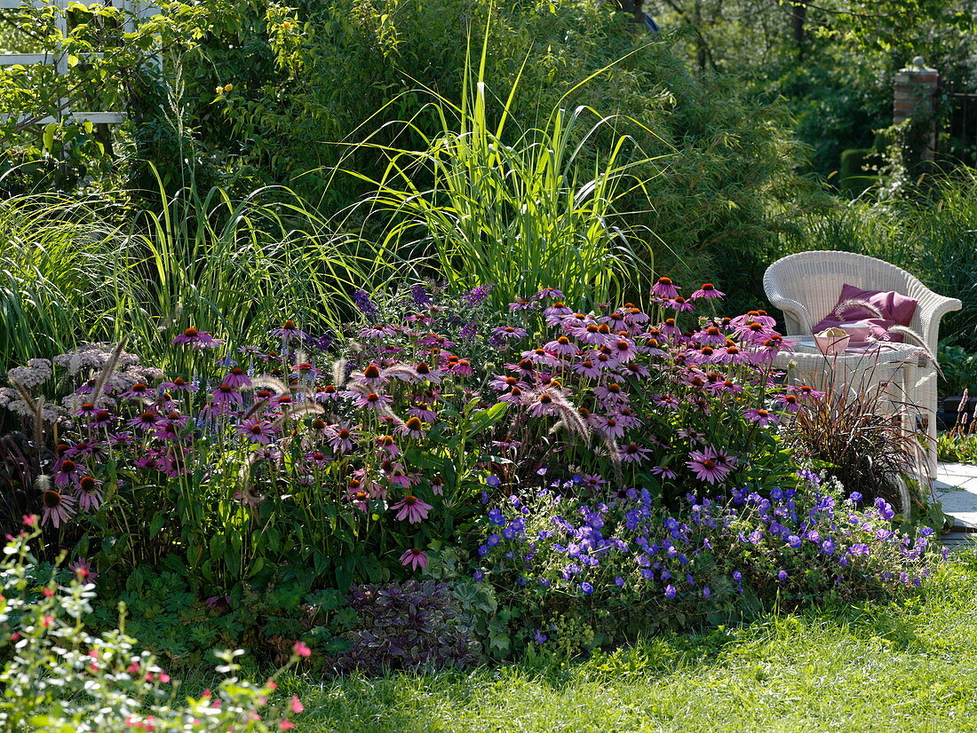 Late summer bed with coneflower, cranesbill and grasses