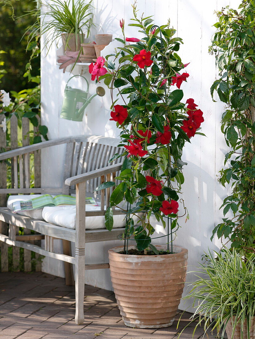 Mandevilla Sundaville 'Red' (Dipladenie) in Terracotta - Kübel