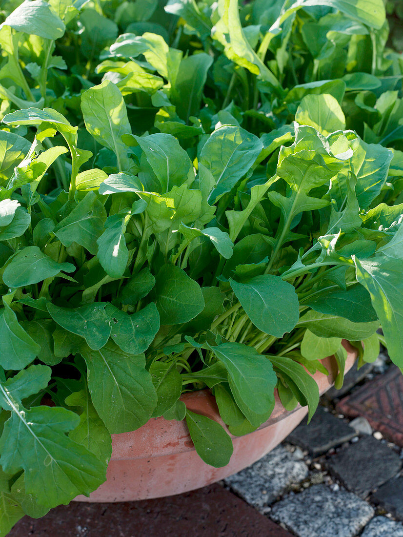 Rocket salad in terracotta box