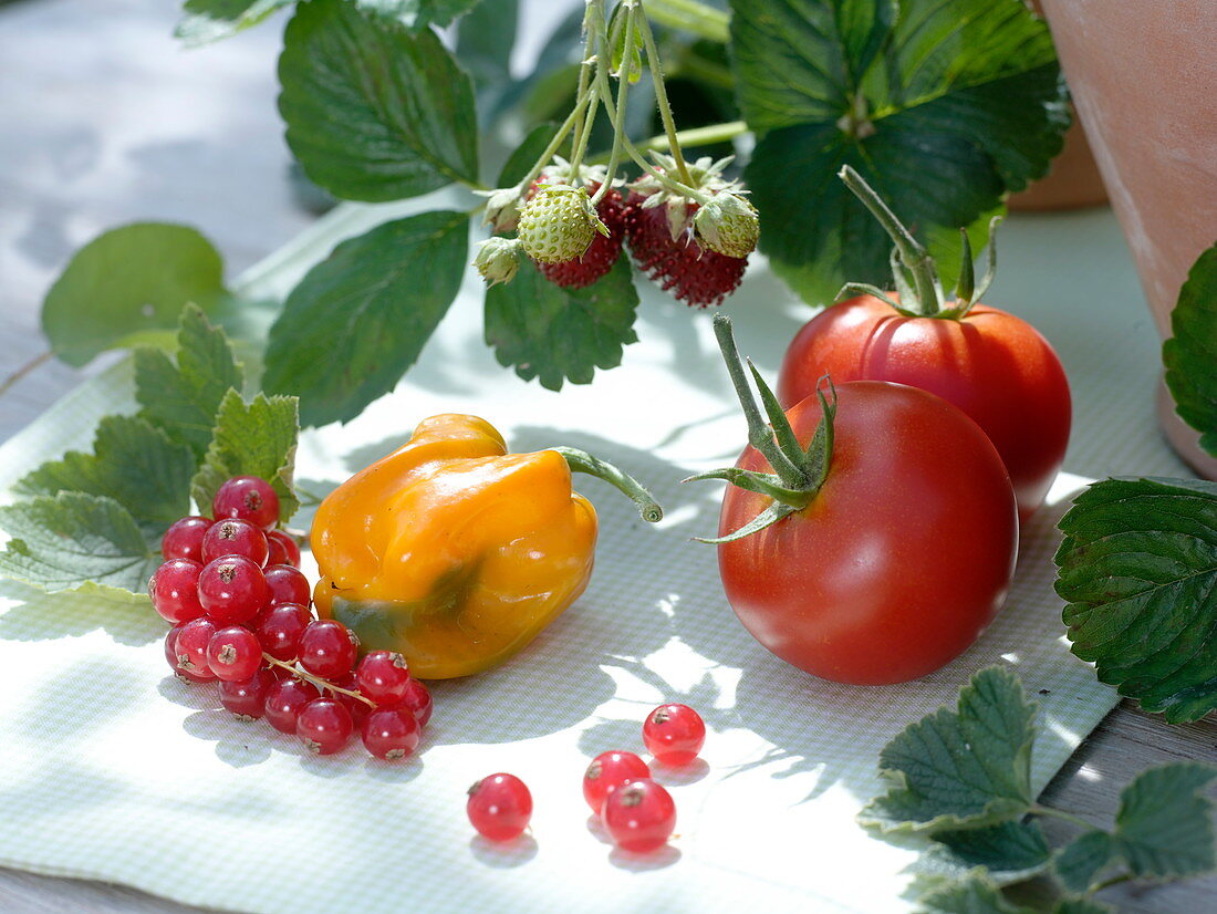 Stillleben mit Tomaten, Paprika und roten Johannisbeeren