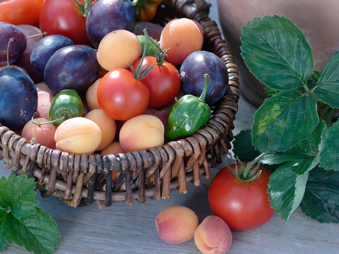 Erntekorb mit Tomaten (Lycopersicon), Paprika (Capsicum), Aprikosen