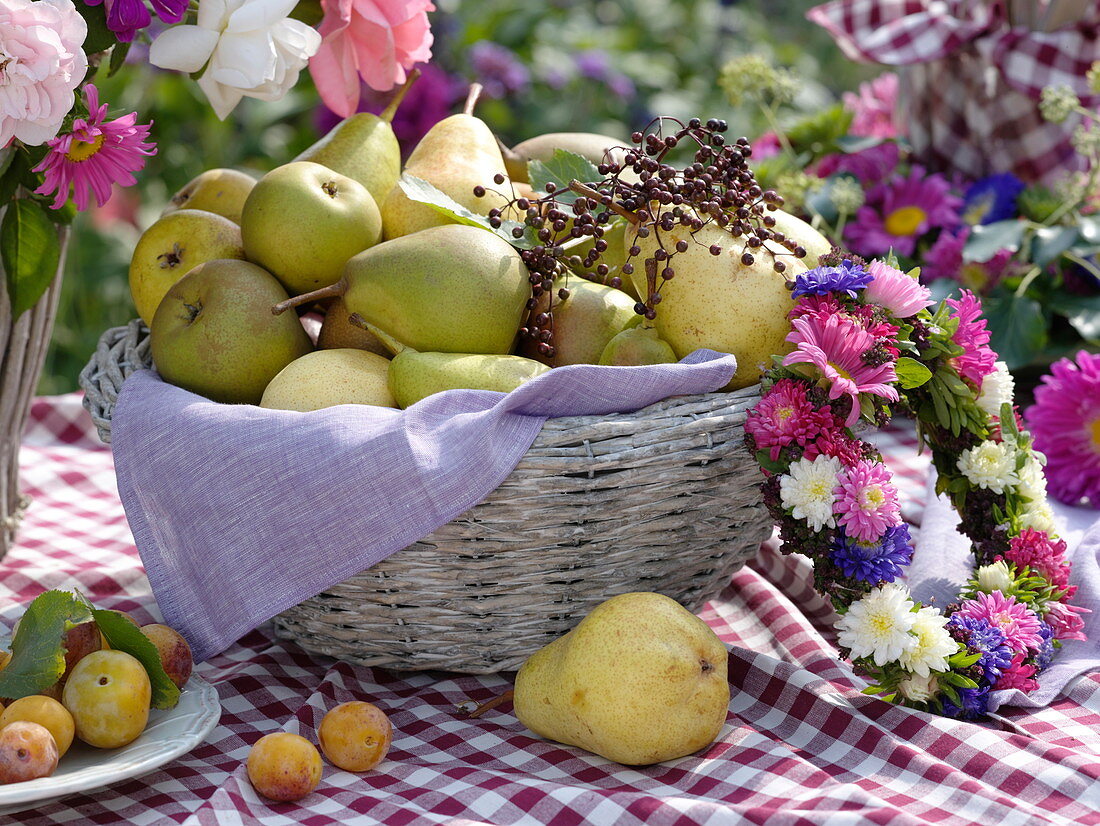 Basket with freshly picked pears