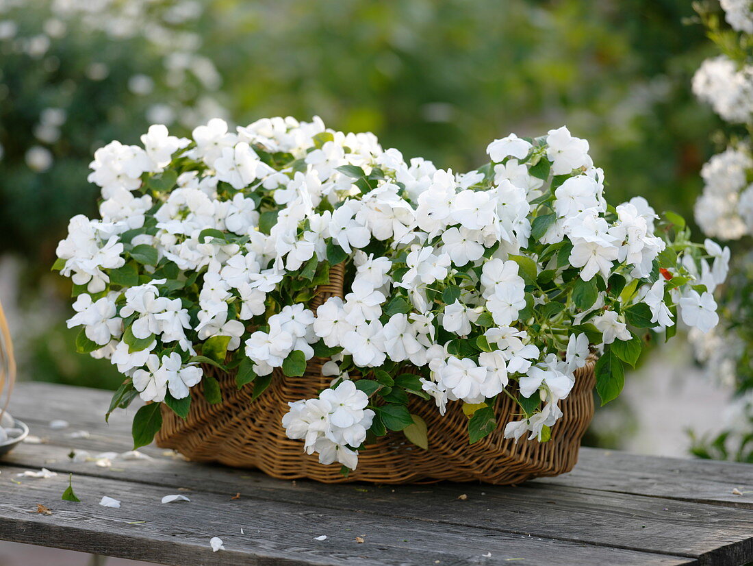 Impatiens walleriana (Fleissige Lieschen) im Weidenkorb