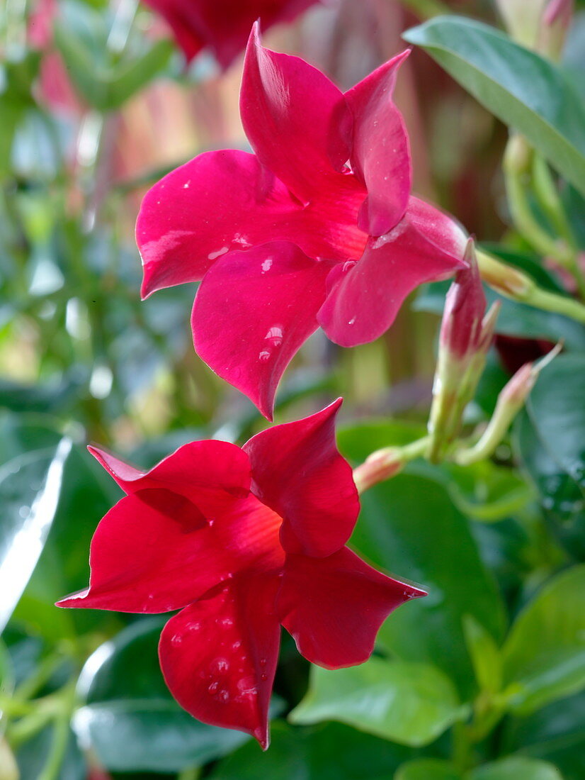 Mandevilla Sundaville 'Red' (Dipladenia)