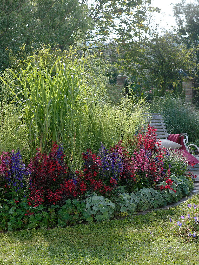 Halbrundes Beet mit Lobelia 'Fan', 'Kompliment' (Staudenmännertreu)