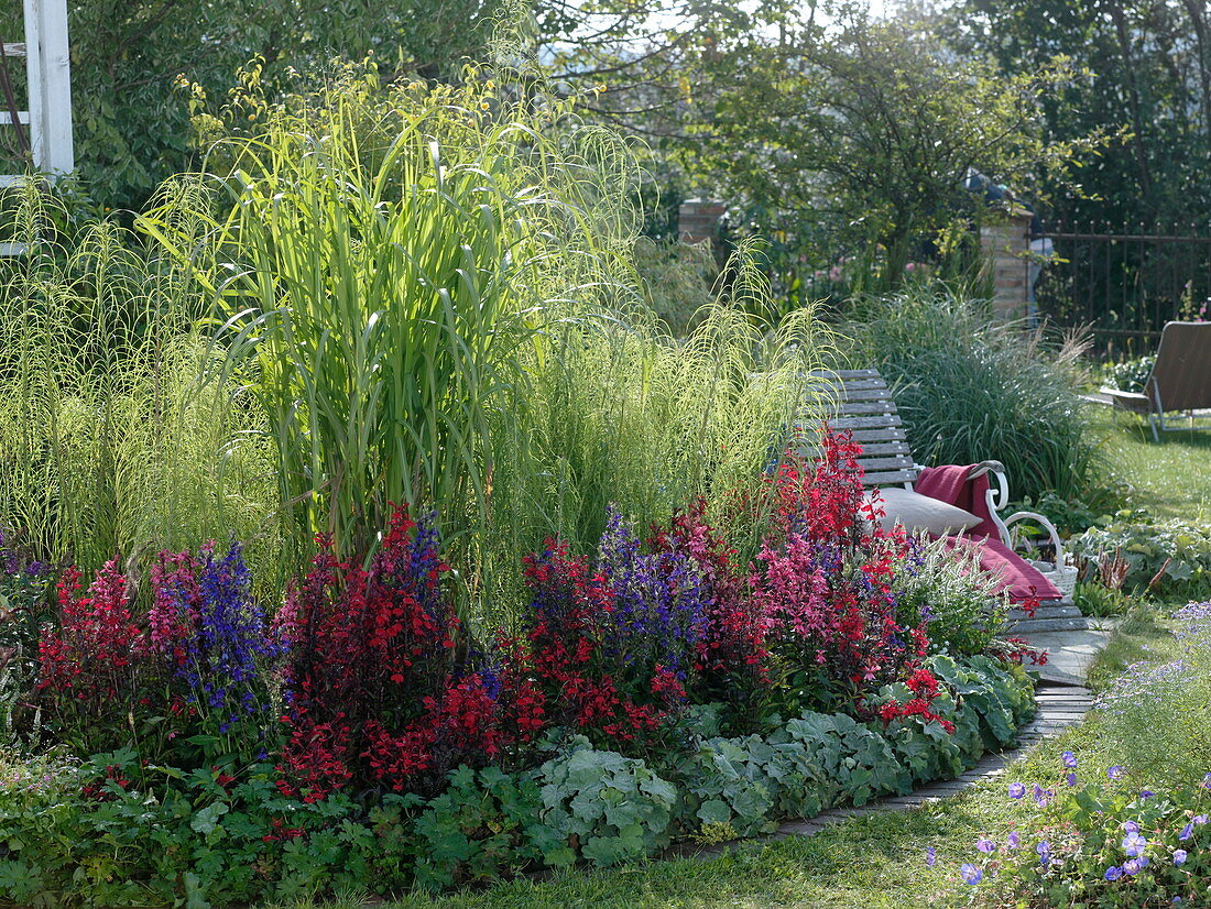 Halbrundes Beet mit Lobelia 'Fan', 'Kompliment' (Staudenmännertreu)