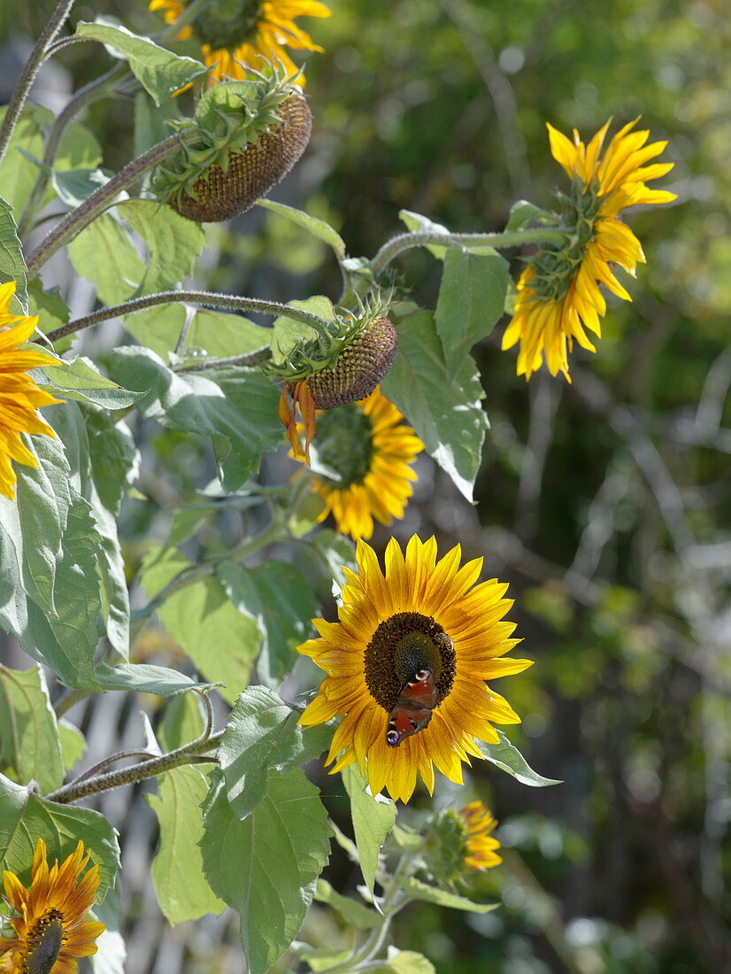 Helianthus 'Autumn Beauty' (Sunflower)
