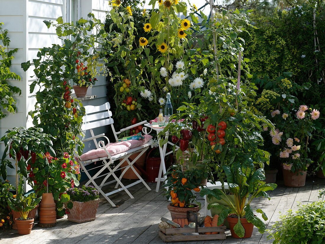 Naschterrasse mit Tomaten und Paprika