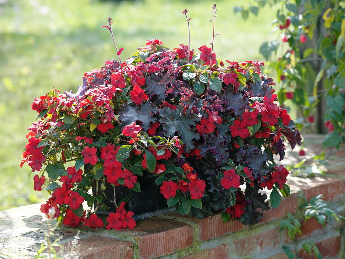 Schattenkasten mit Impatiens walleriana (Fleissigen Lieschen), Heuchera