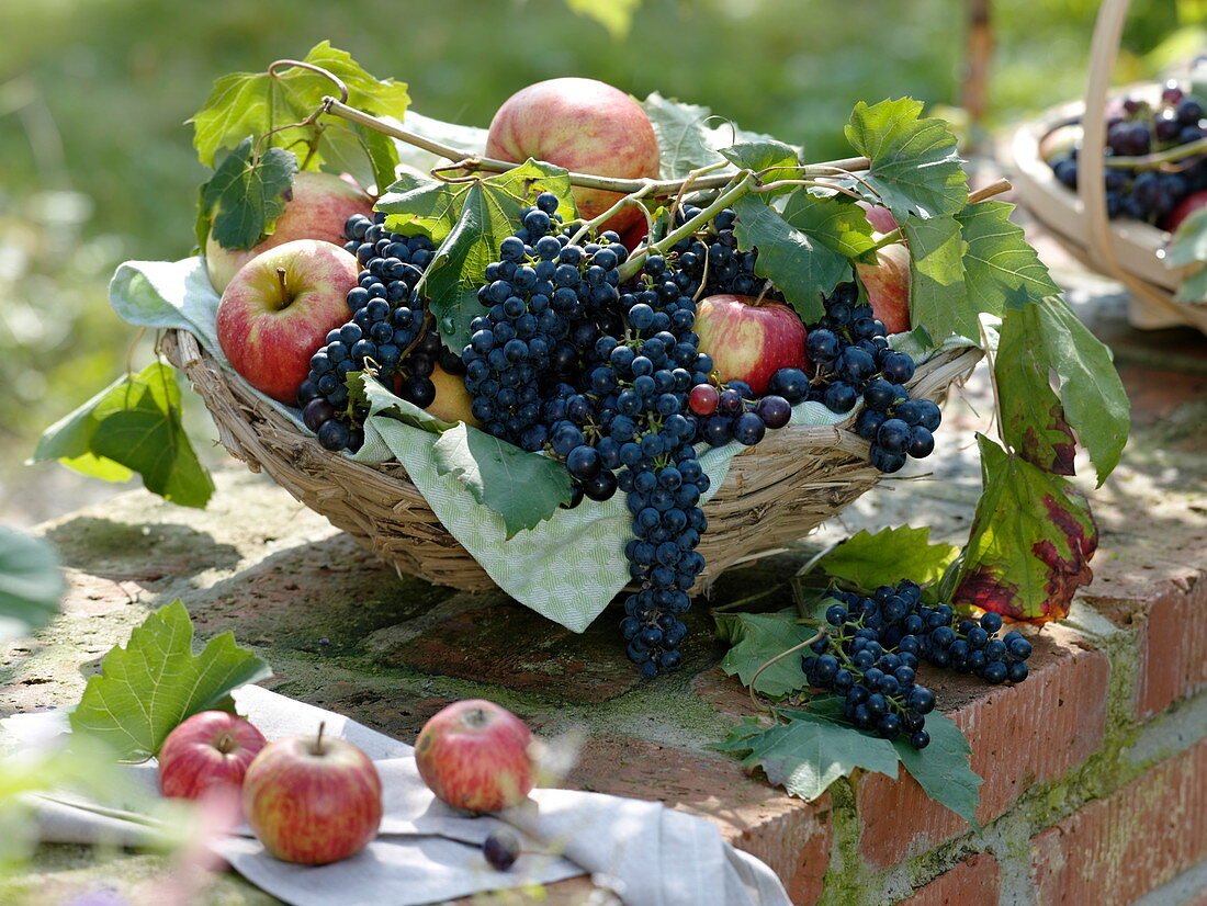 Grapes and apples in basket of clematis tendrils