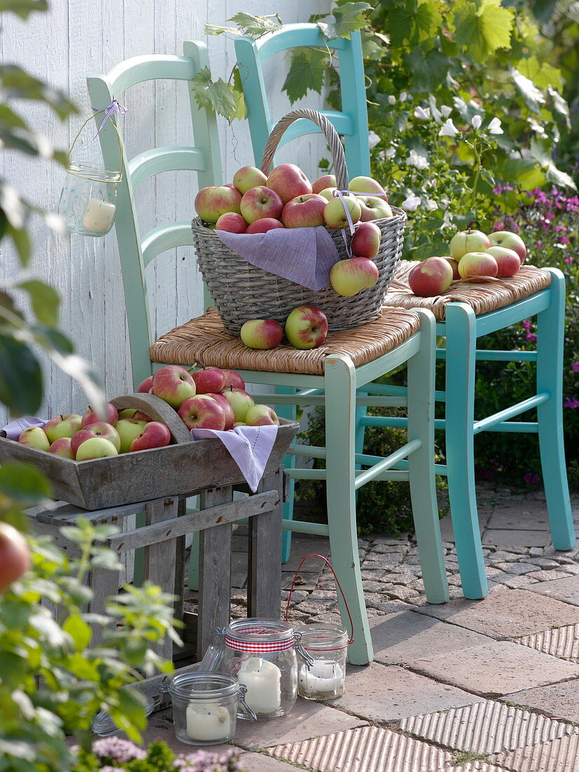 Baskets with freshly picked apples