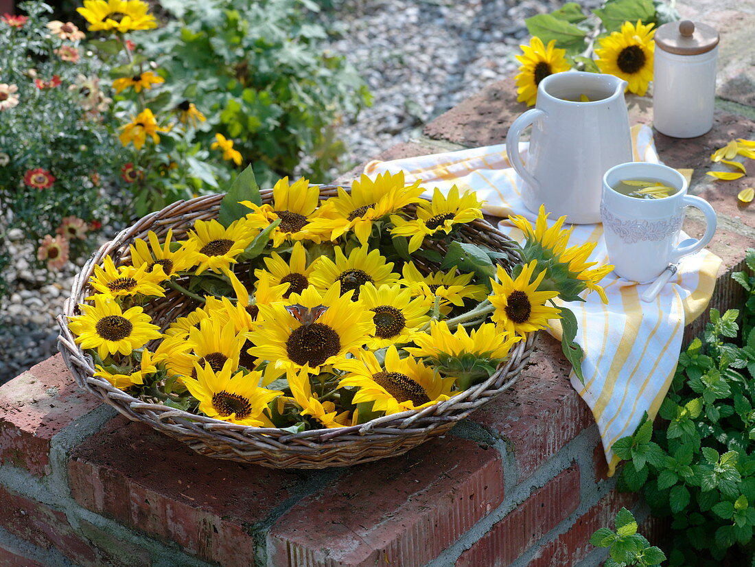 Sunflower heads harvested for tea