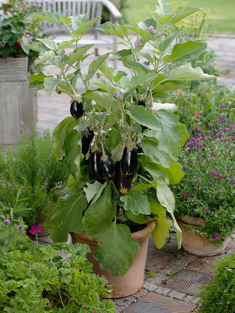 Mini eggplant 'Picola' (Solanum melongena) in terracotta tubs