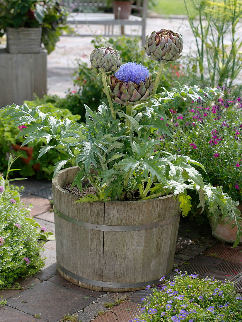 Flowering artichoke in a wooden pot
