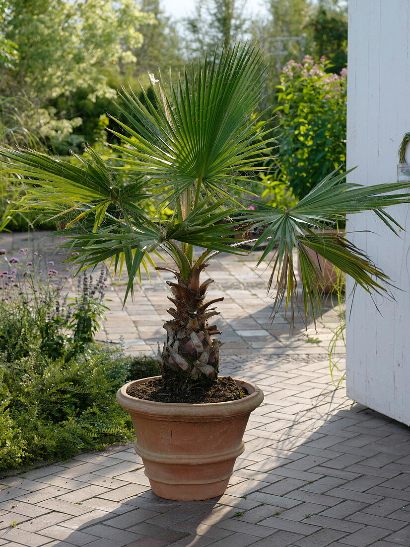 Washingtonia filifera (Washington palm)