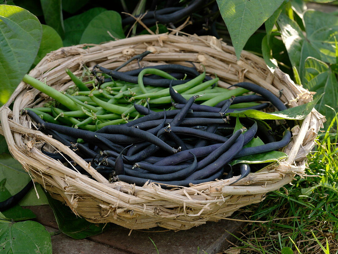 Basket of freshly picked beans - green and purple