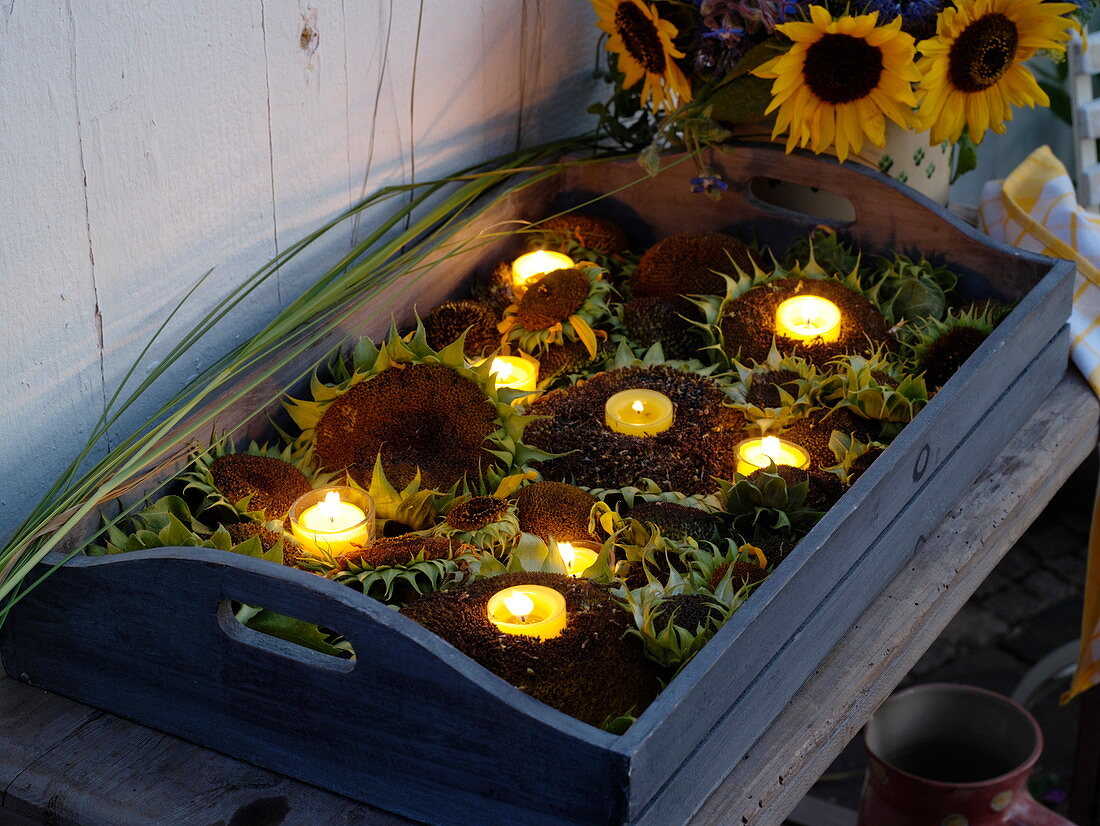 Köpfe verblühter Sonnenblumen als Teelichthalter