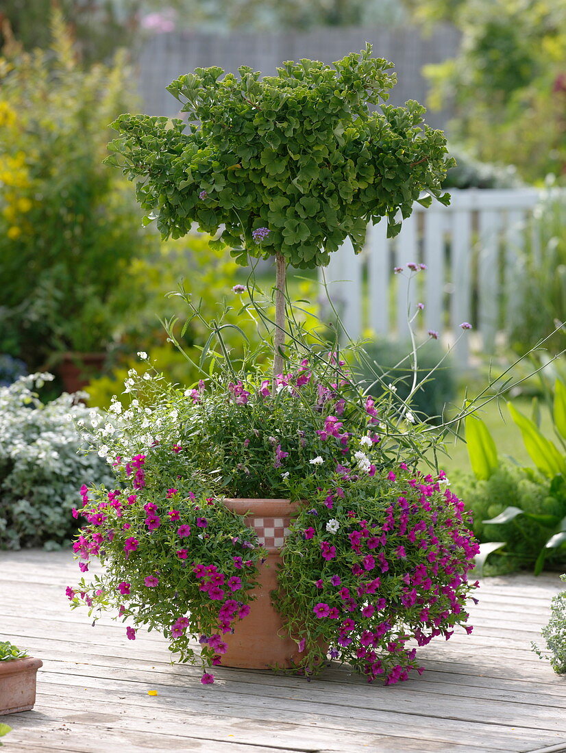 Ginkgo biloba planted with Calibrachoa Sweet Bells