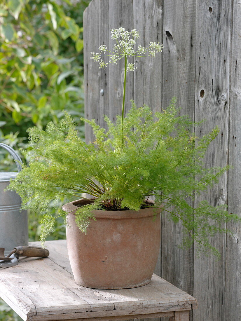 Portrait of bear root in terracotta pot