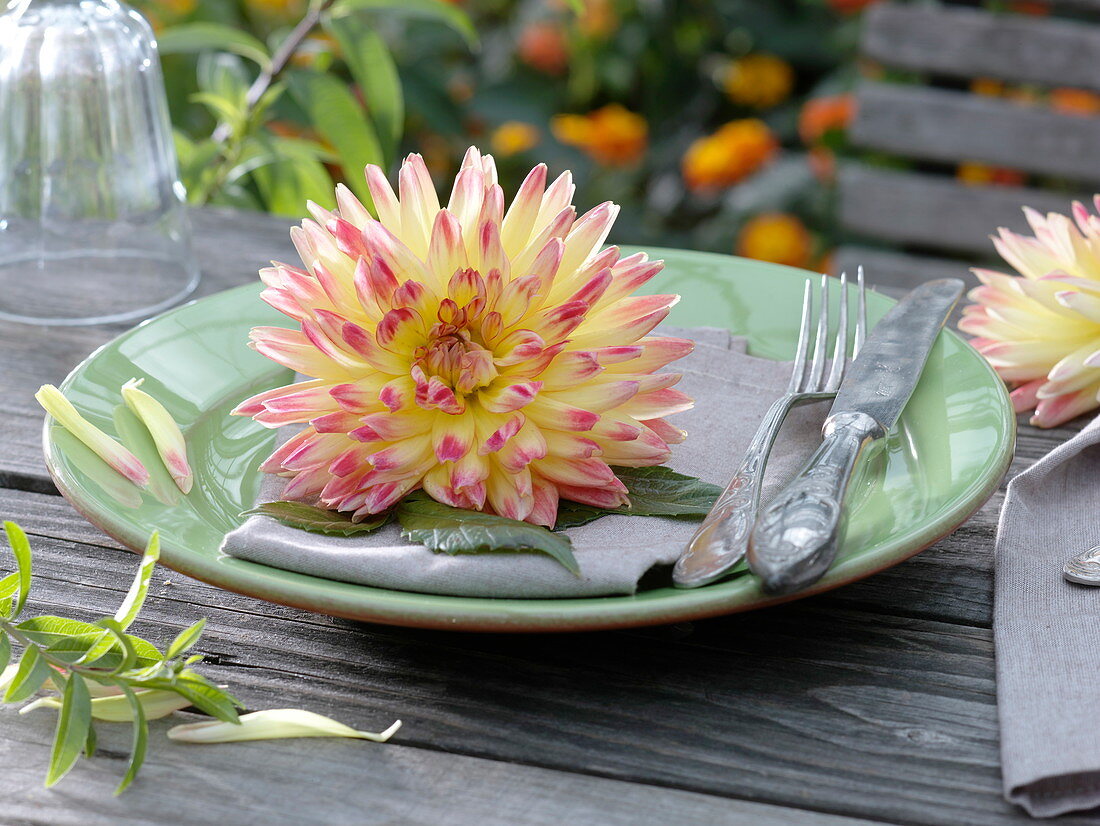 Plate decoration with dahlia flower