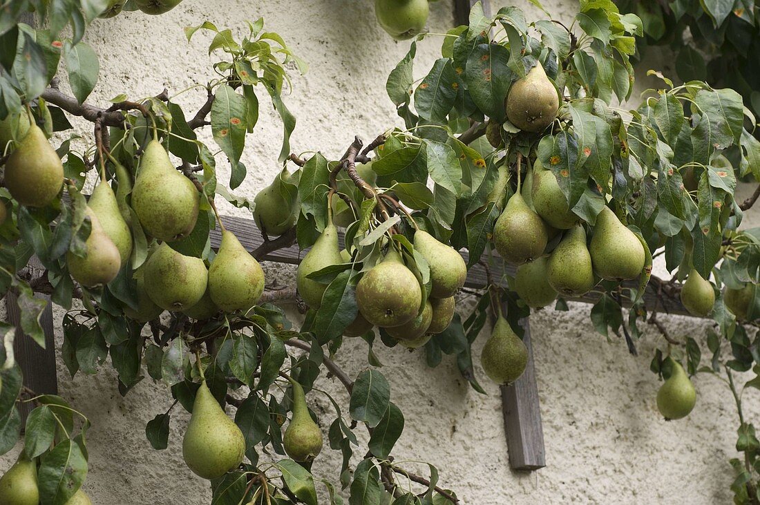 Pear 'Conference' (Pyrus) on trellis against house wall