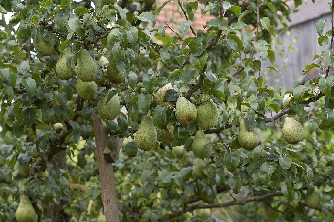 Pear 'Countess of Paris' (Pyrus)