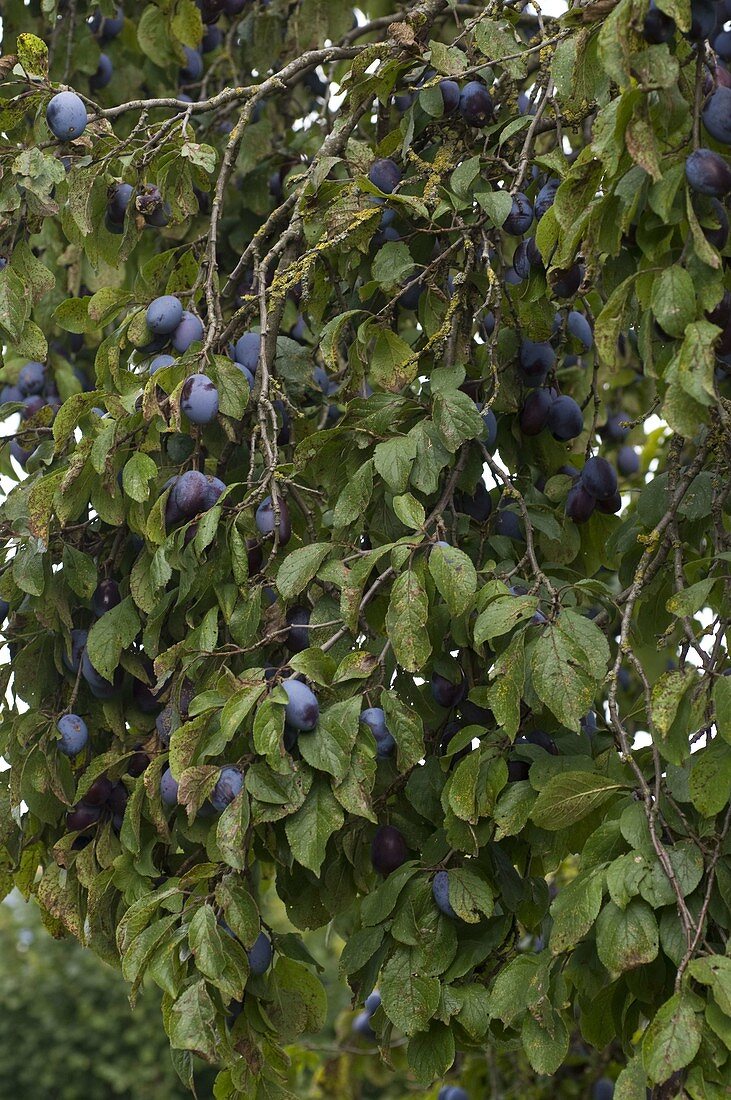 Hauszwetschge (Prunus domestica)