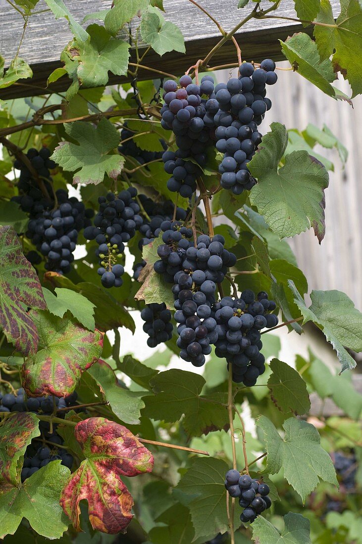 Grape 'Muscat Bleu' (Vitis vinifera)