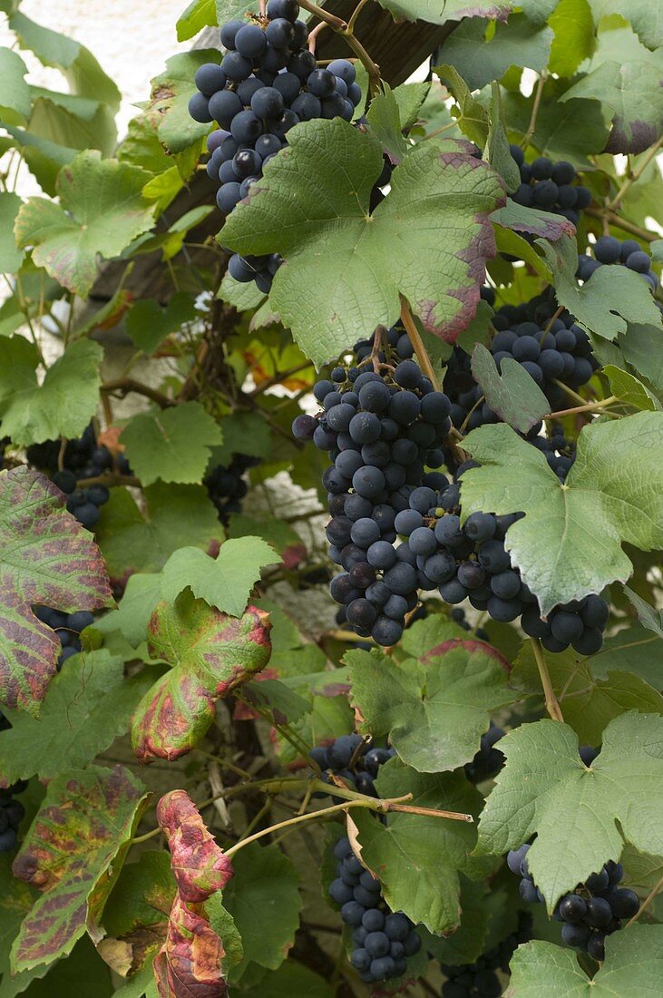 Grape 'Muscat Bleu' (Vitis vinifera)