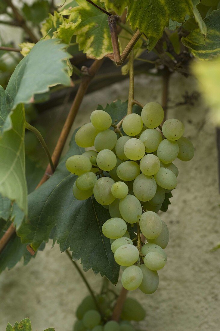 White grape 'Theresa' (Vitis vinifera)